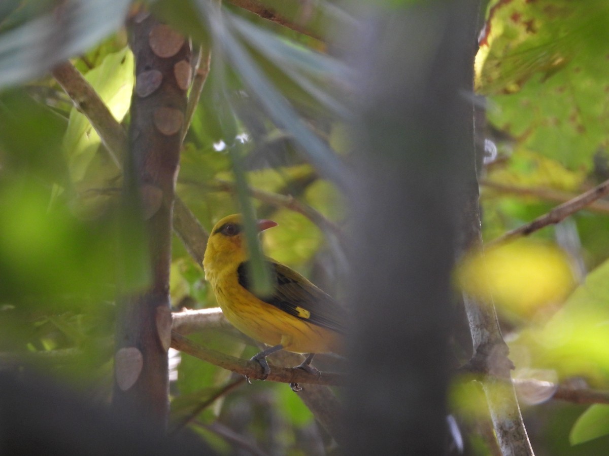 Indian Golden Oriole - ML628039962