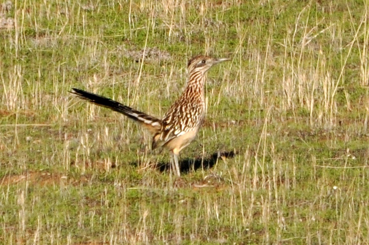 Correcaminos Grande - ML628039980