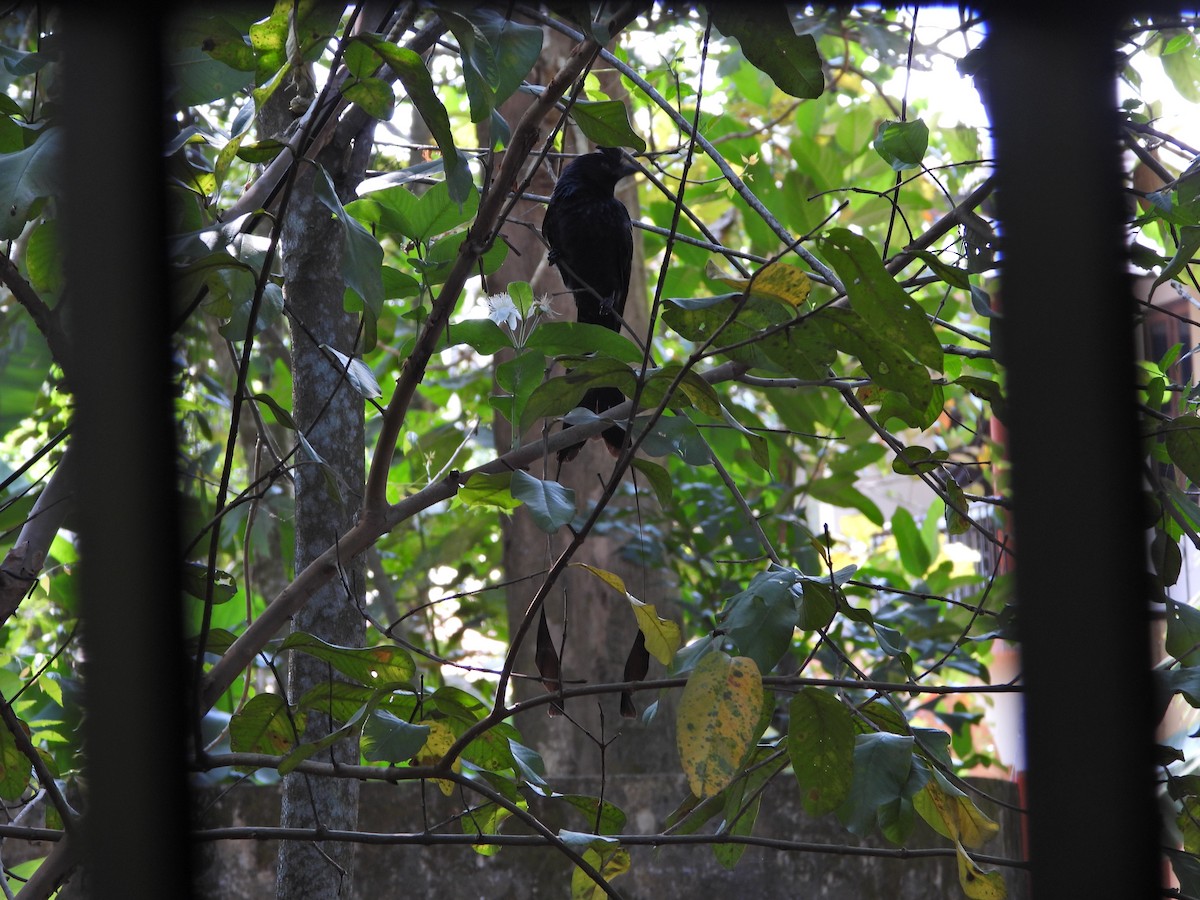 Greater Racket-tailed Drongo - ML628039985