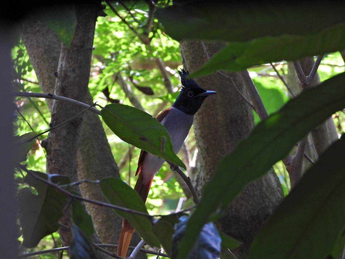 Indian Paradise-Flycatcher - ML628040000