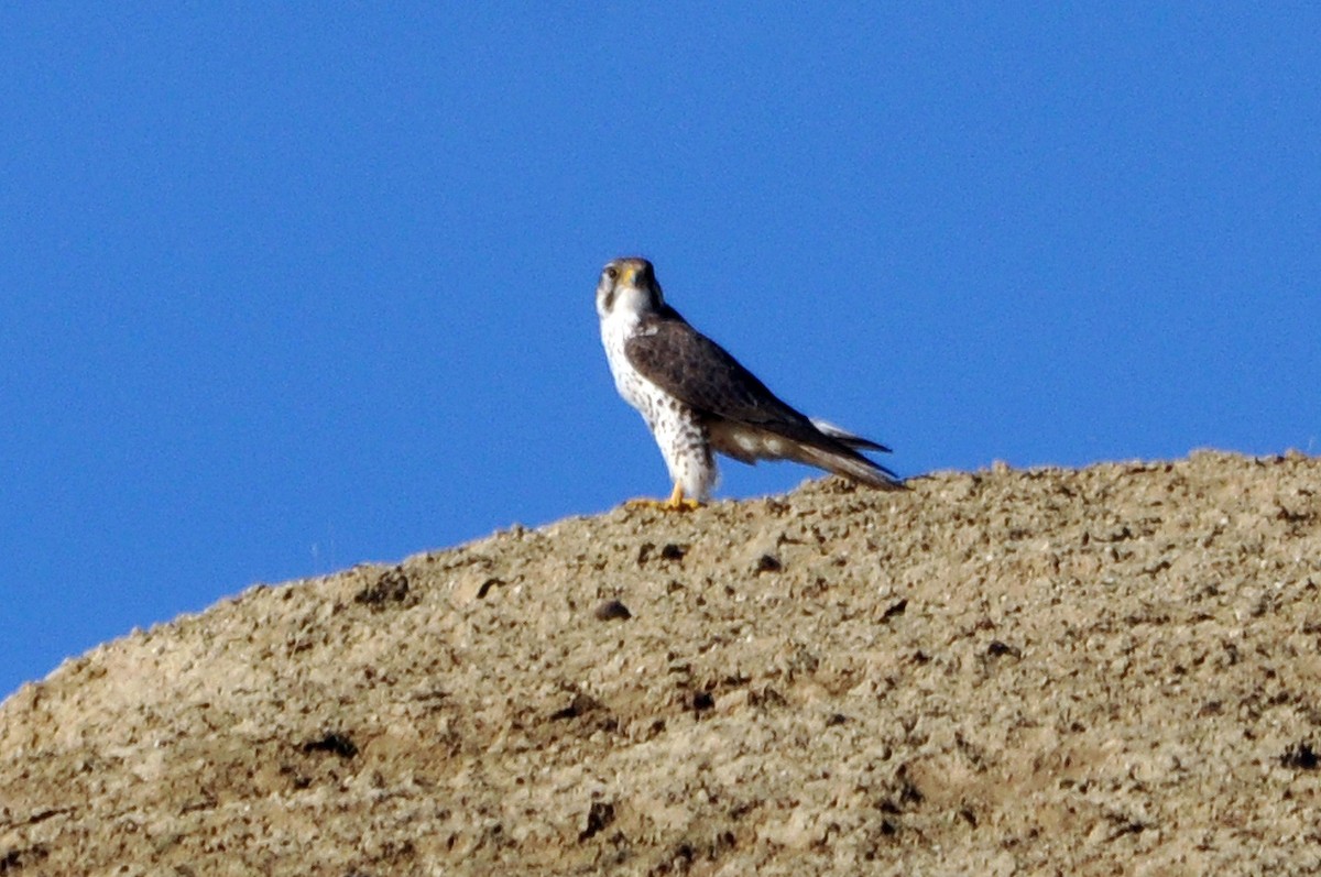 Prairie Falcon - ML628040012