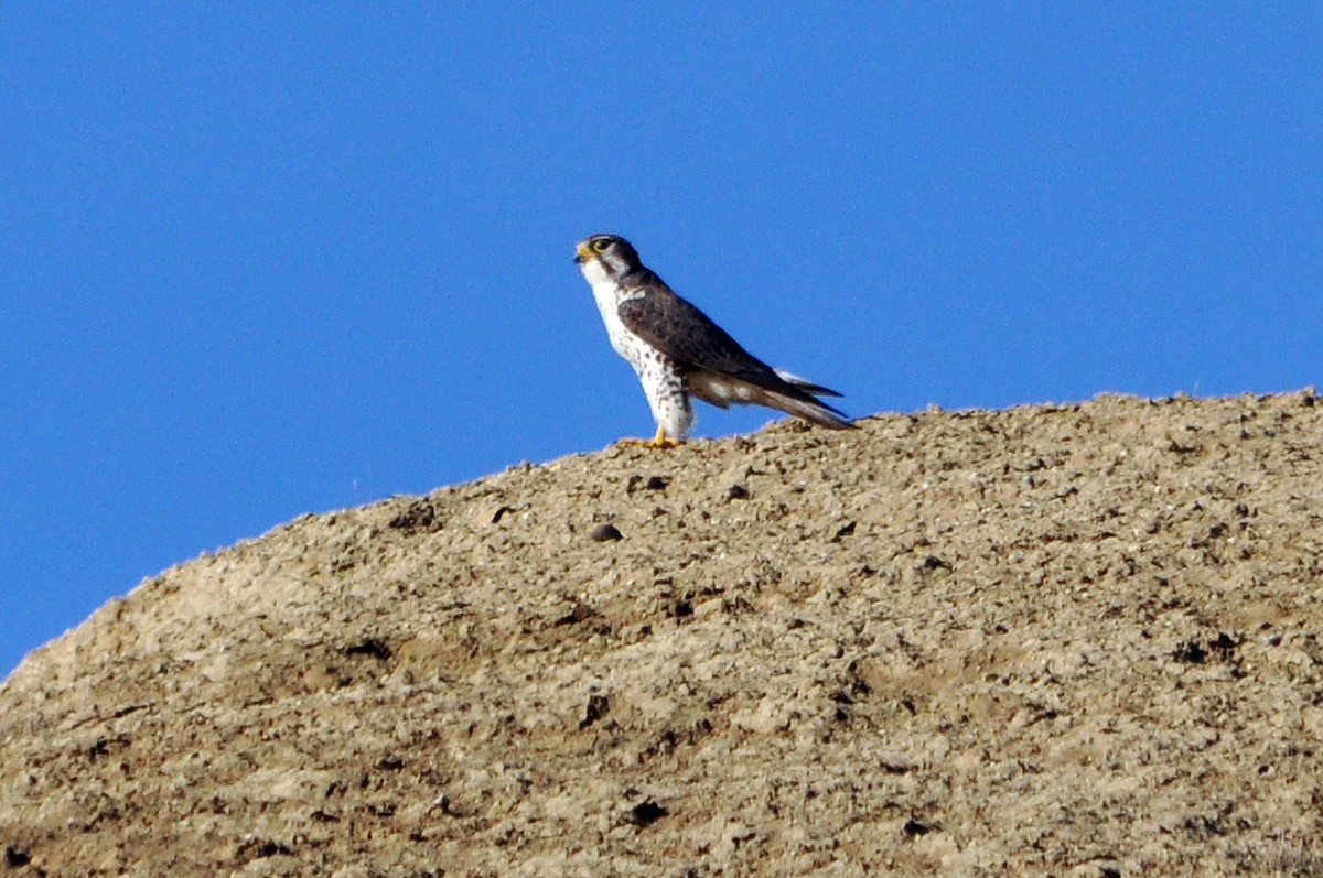 Prairie Falcon - ML628040013