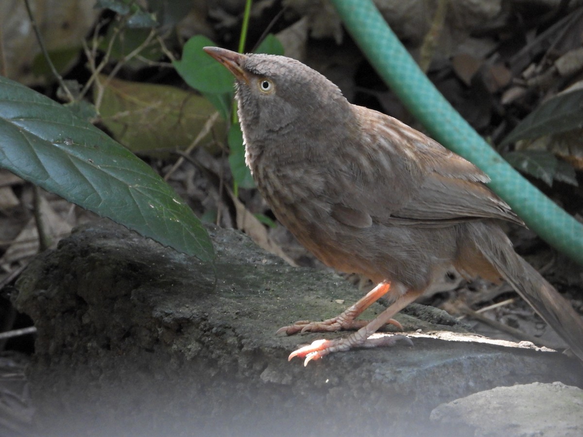 Jungle Babbler - ML628040028