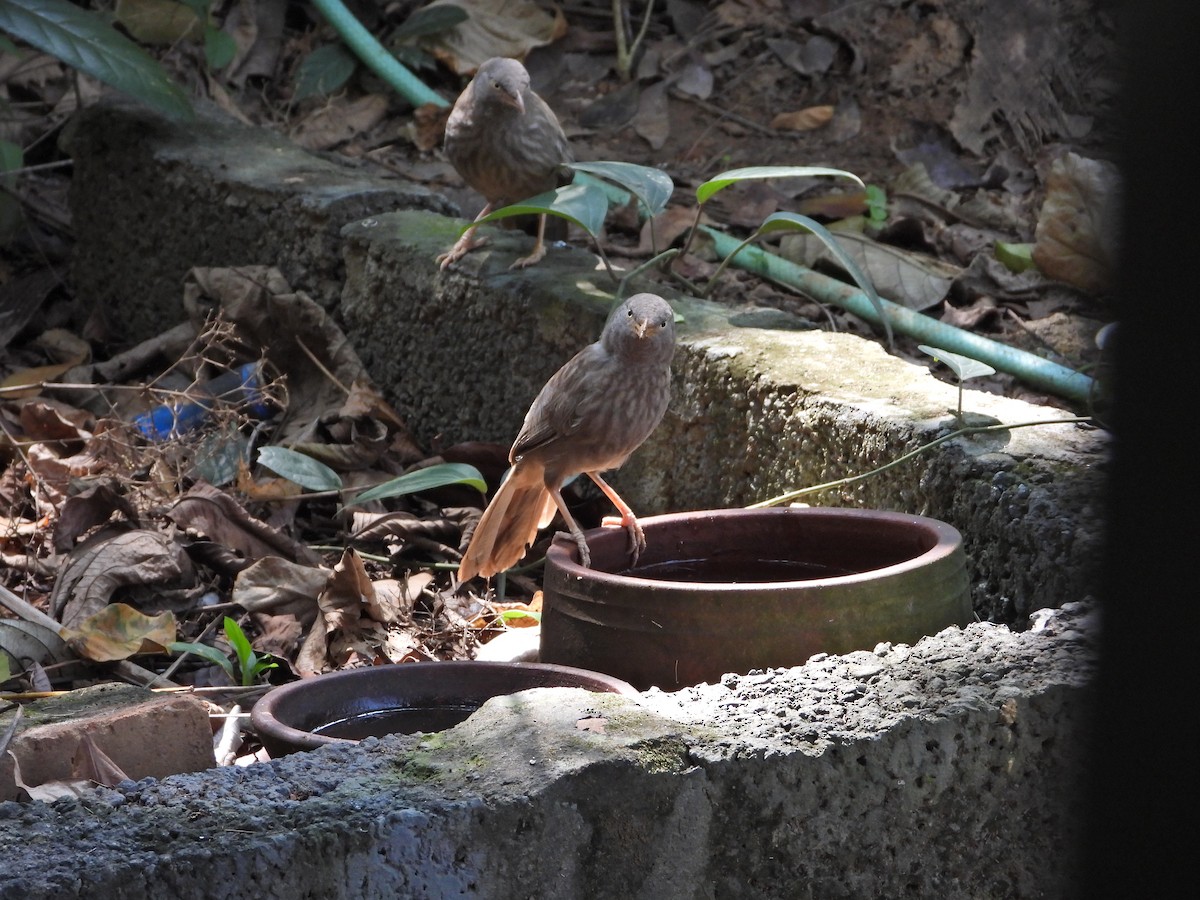 Jungle Babbler - ML628040029