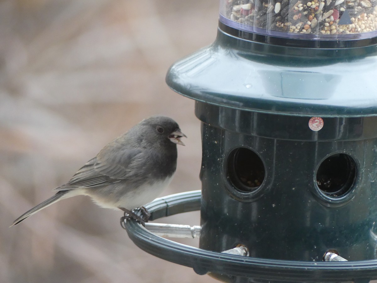 Dark-eyed Junco (Slate-colored) - ML628040049