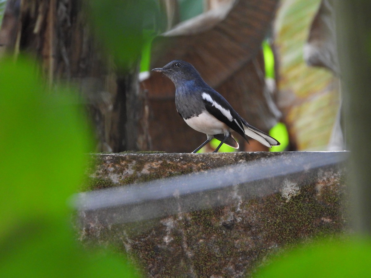 Oriental Magpie-Robin - ML628040063