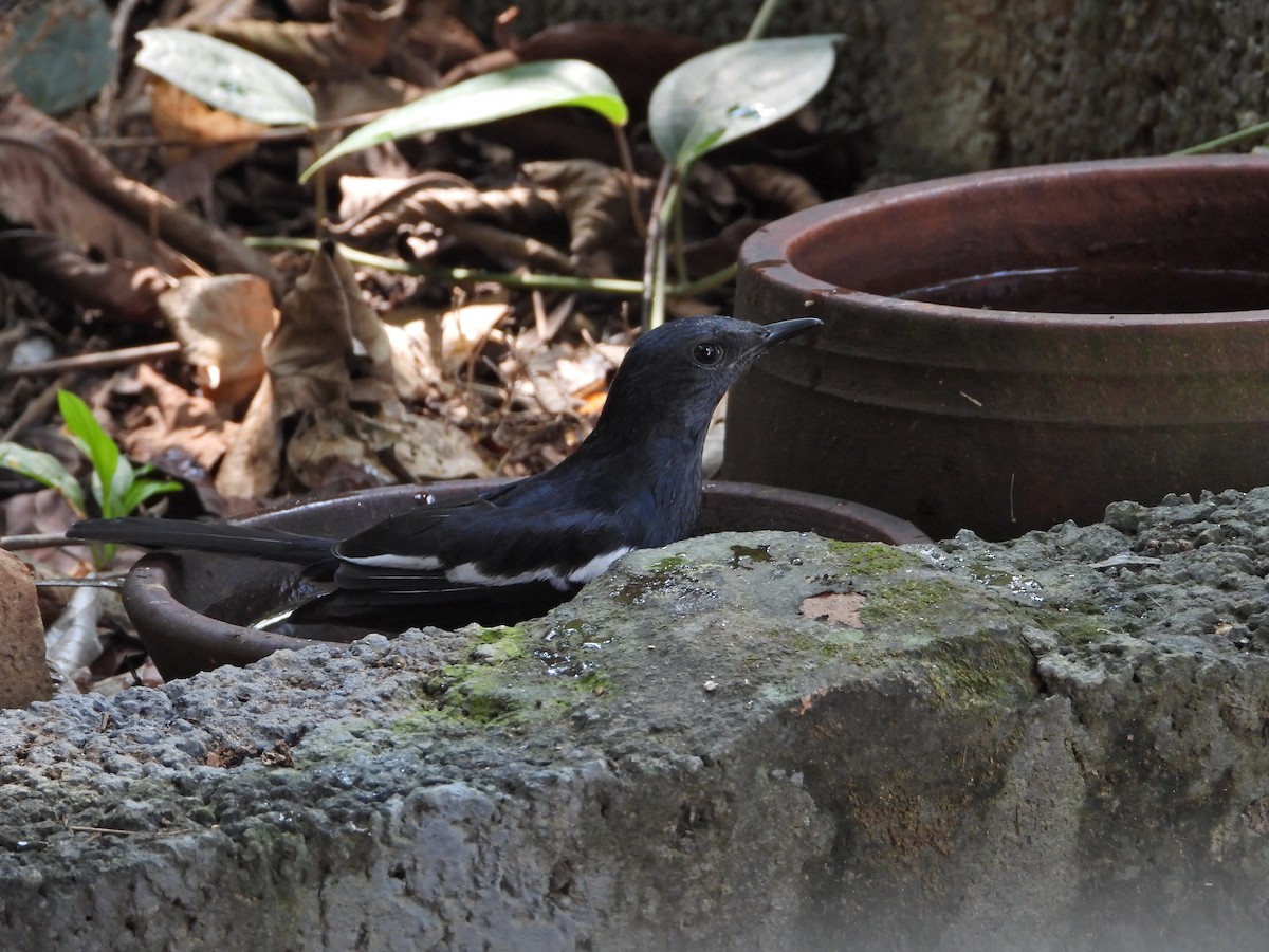 Oriental Magpie-Robin - ML628040065