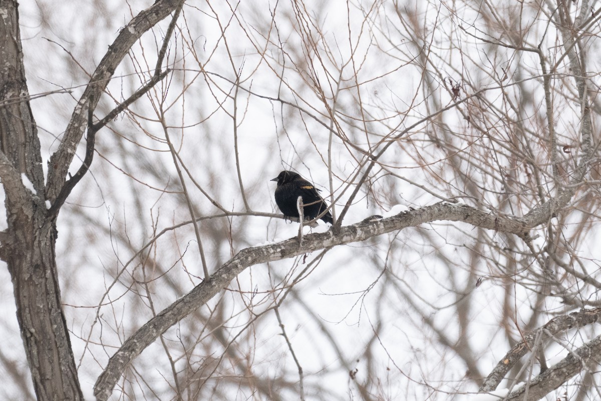 Red-winged Blackbird - ML628040075