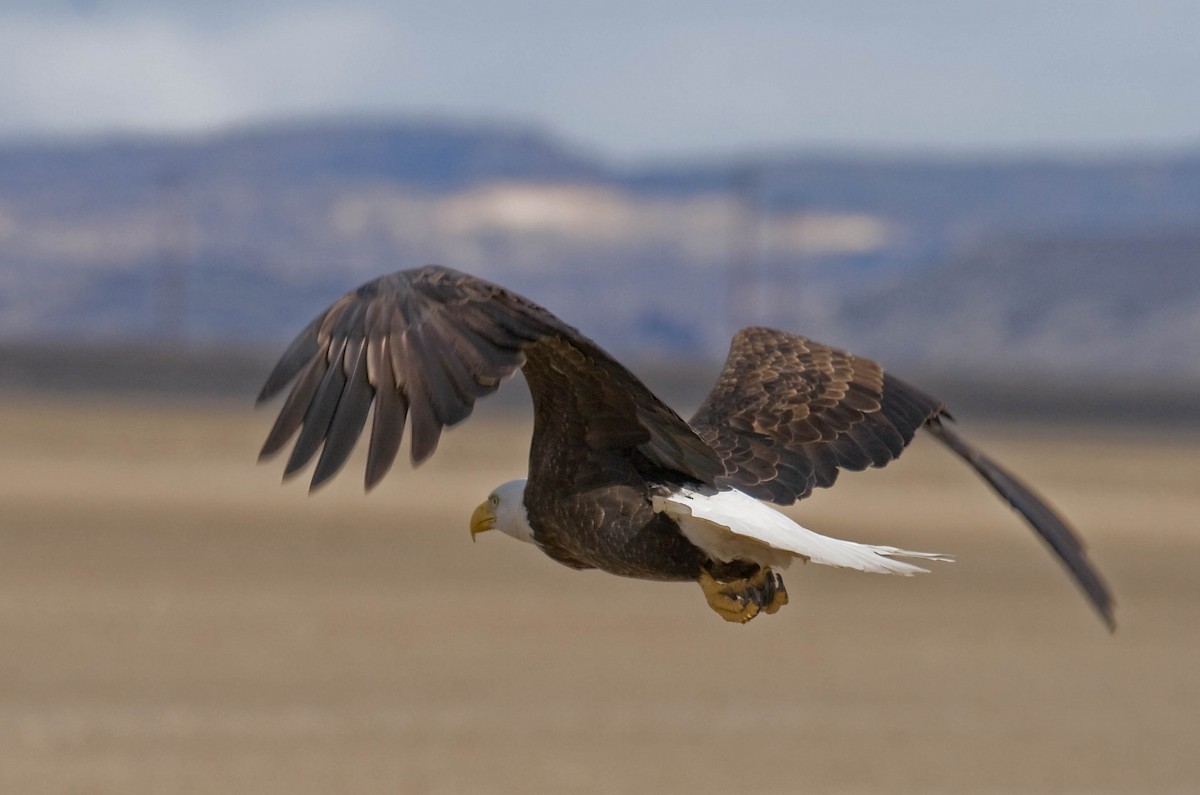 Bald Eagle - ML628040090