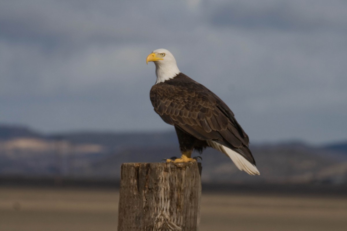 Bald Eagle - ML628040111