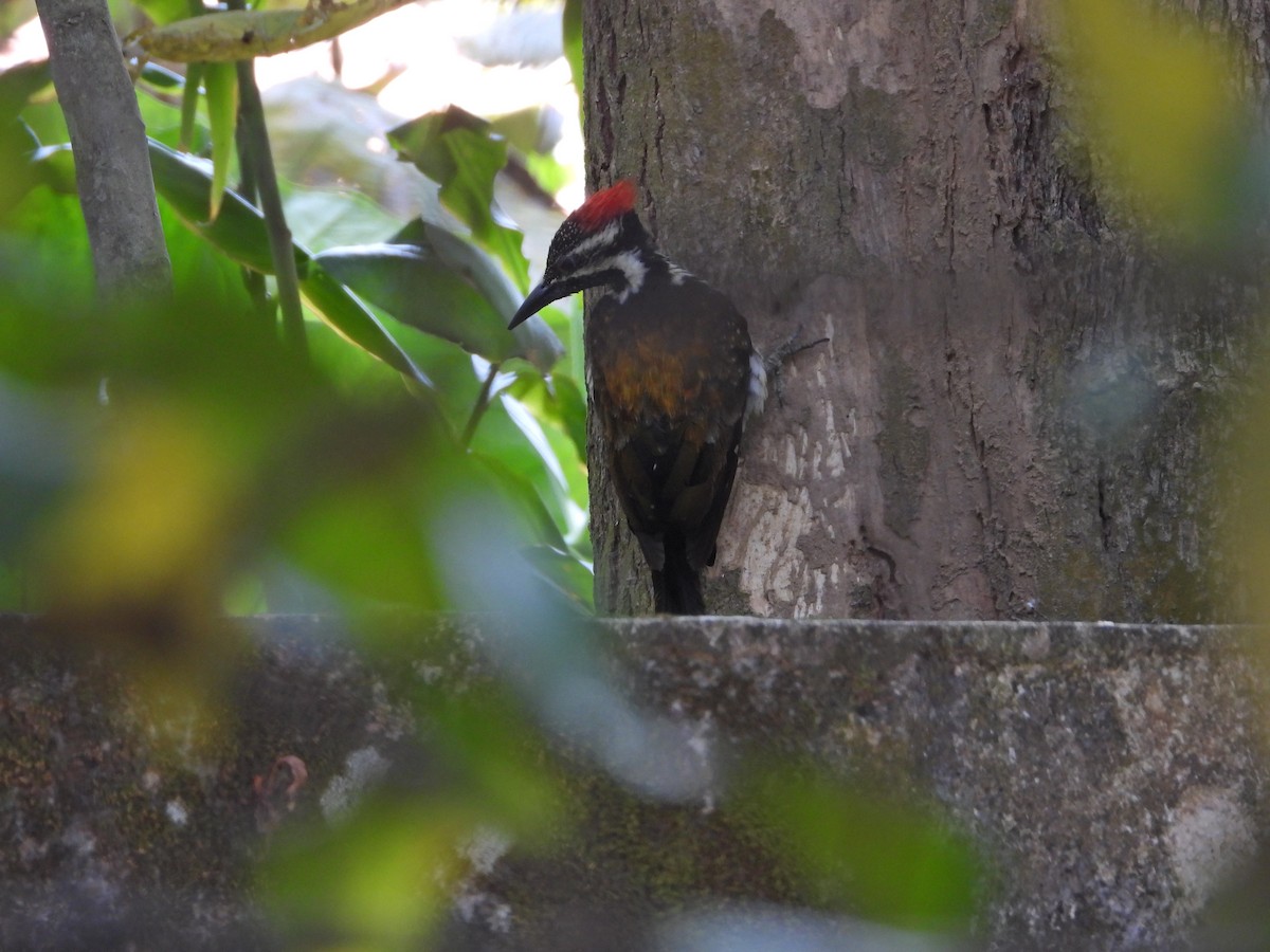 Black-rumped Flameback - ML628040128