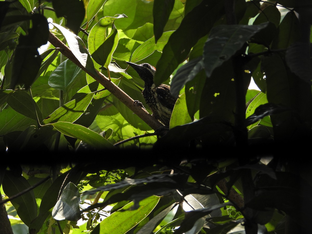 Black-rumped Flameback - ML628040129