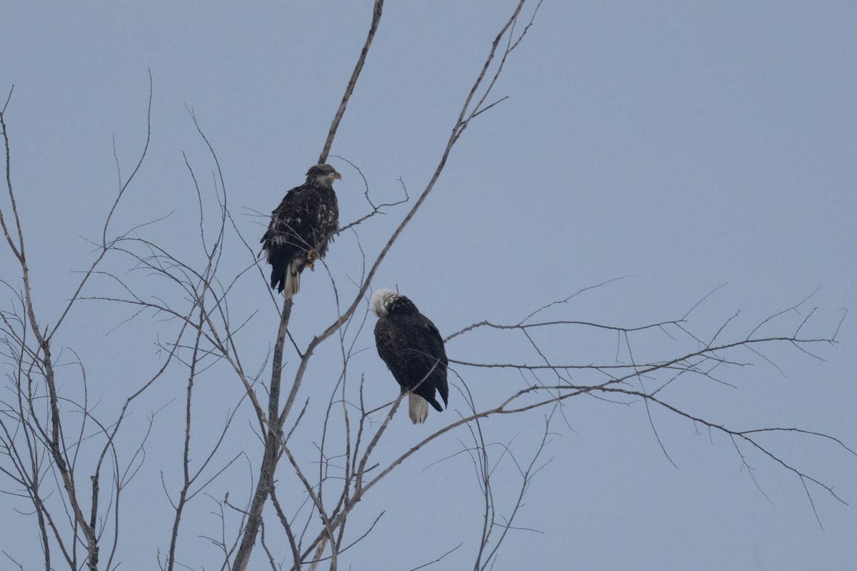 Bald Eagle - ML628040149