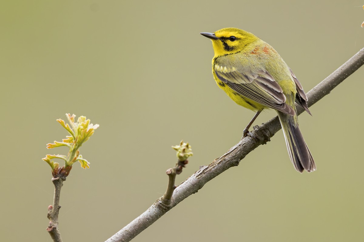 Prairie Warbler - ML628040206