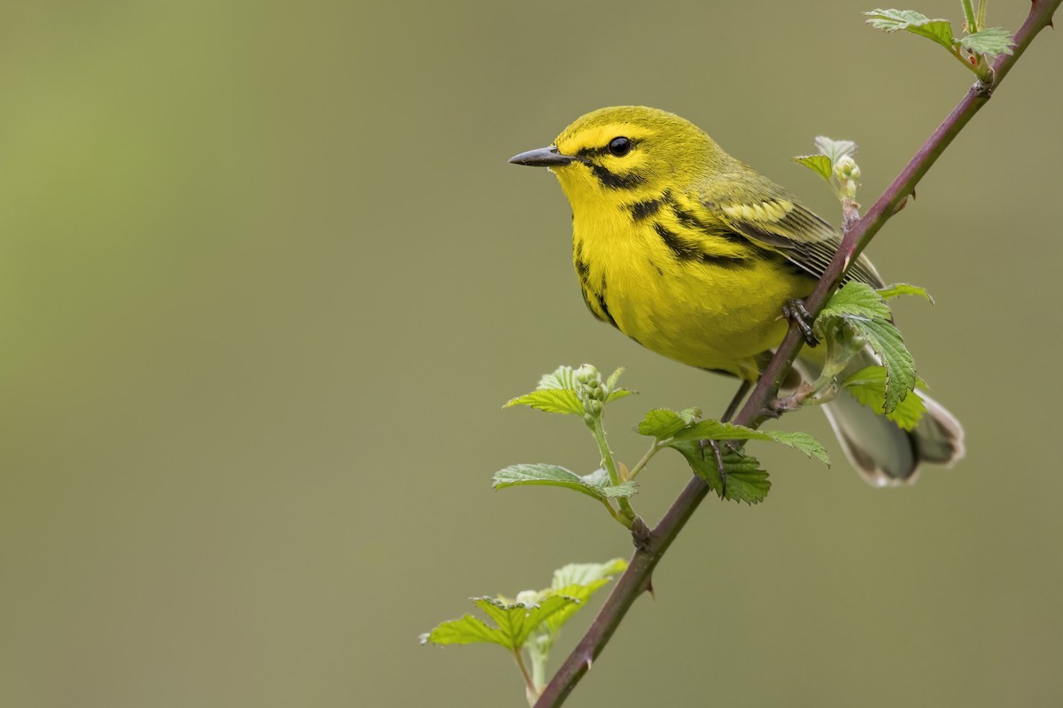 Prairie Warbler - ML628040226