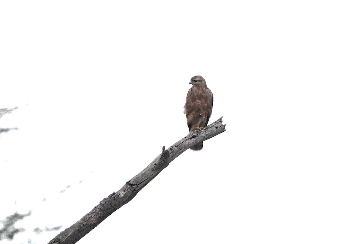 káně lesní (ssp. vulpinus/menetriesi) - ML628040280