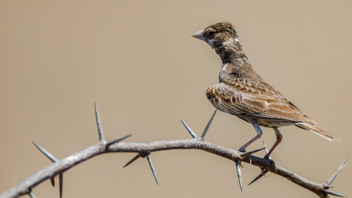Chestnut-backed Sparrow-Lark - Lukasz Ifczok