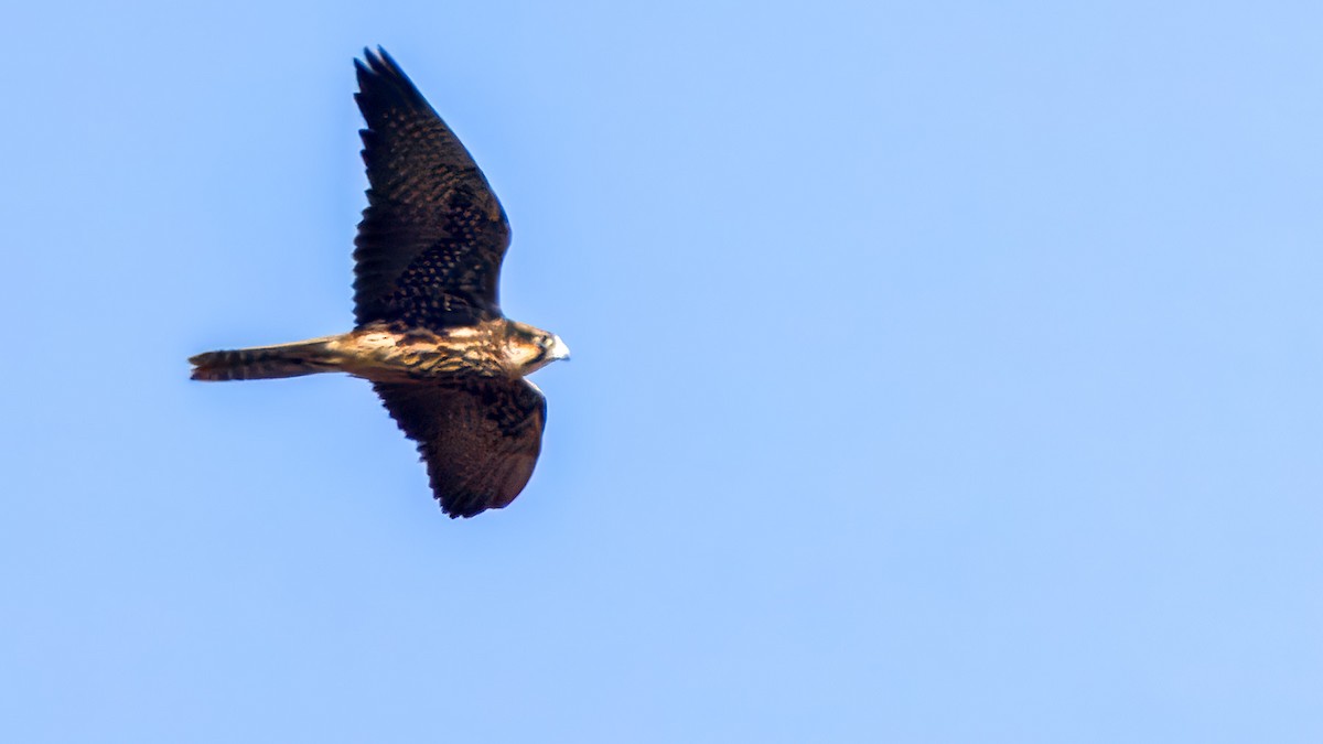 Lanner Falcon - ML628040333