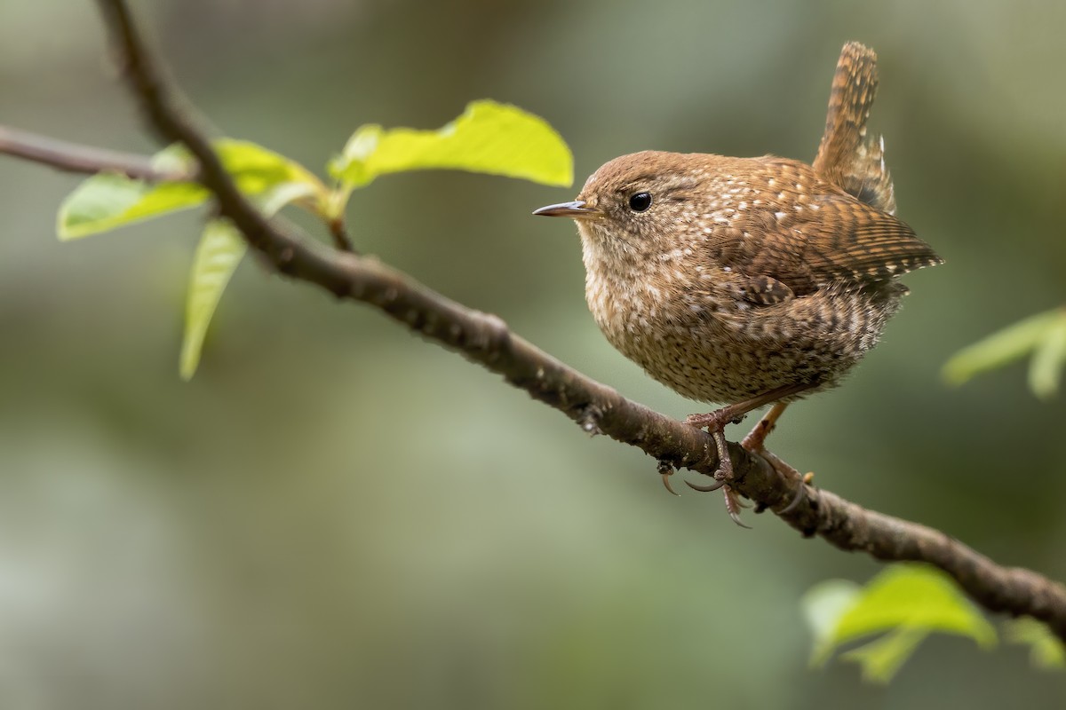 Winter Wren - ML628040375