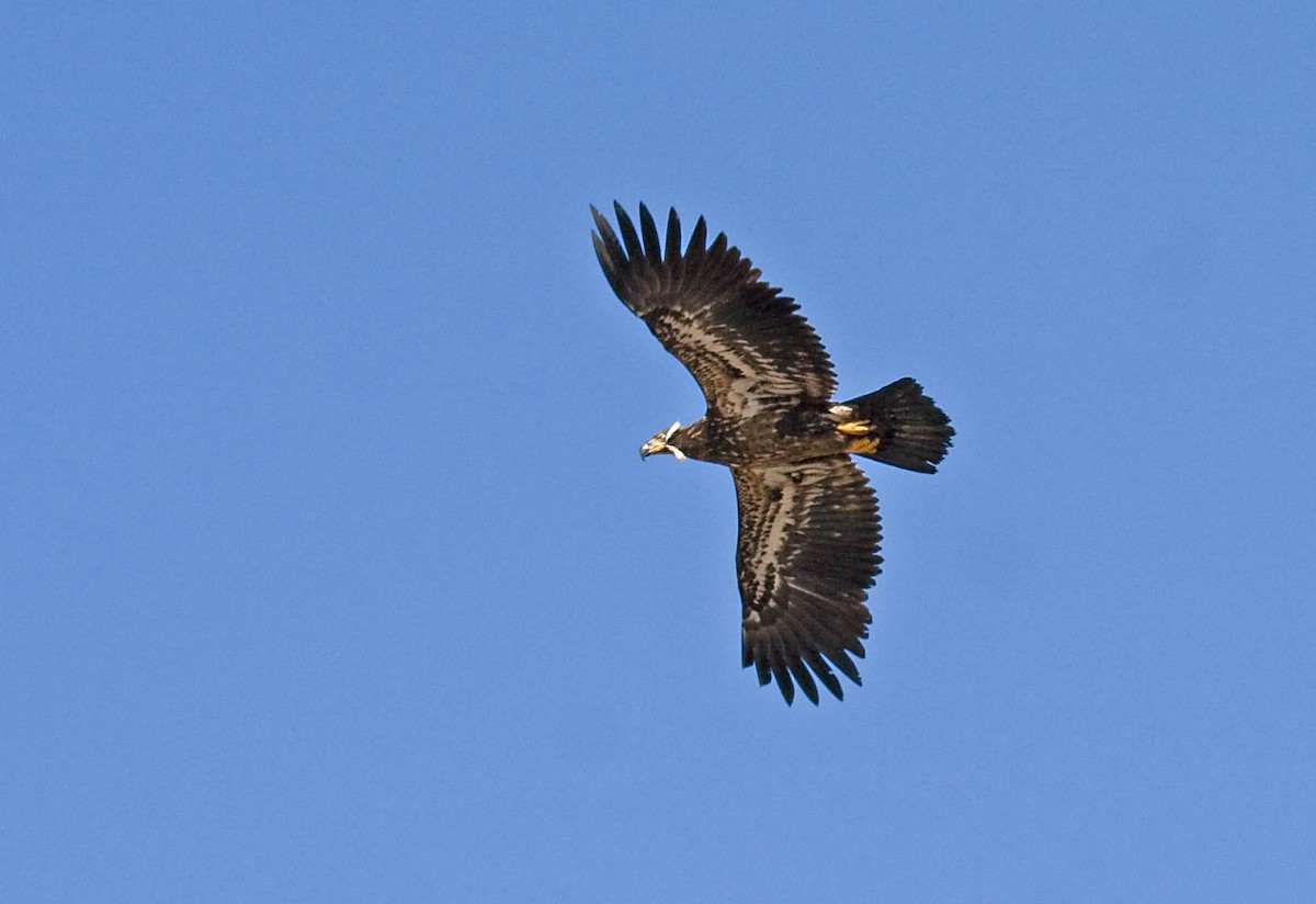 Bald Eagle - ML628040384