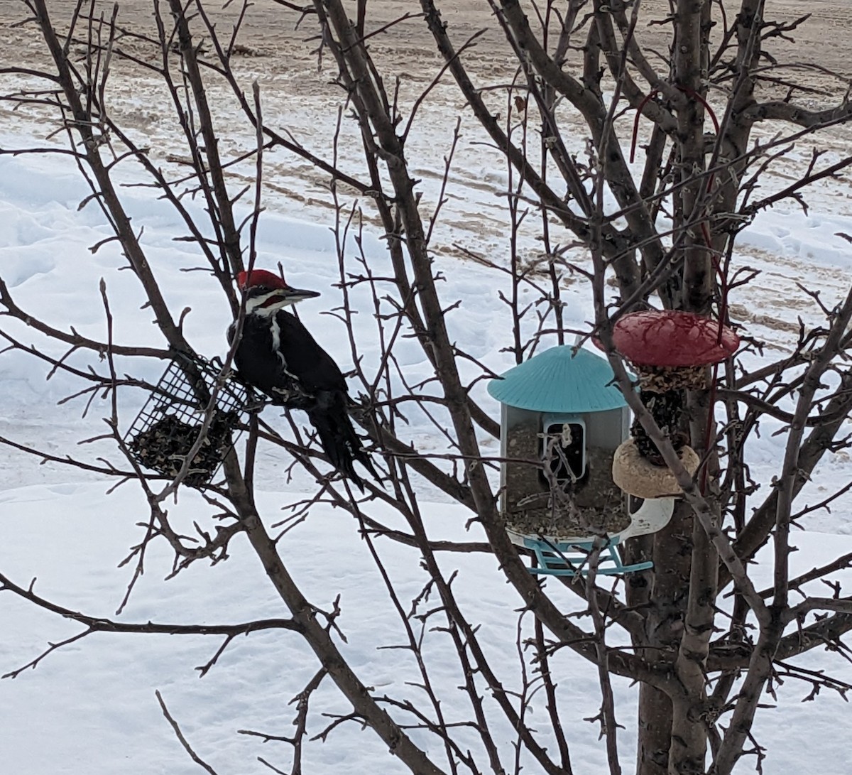 Pileated Woodpecker - ML628040385