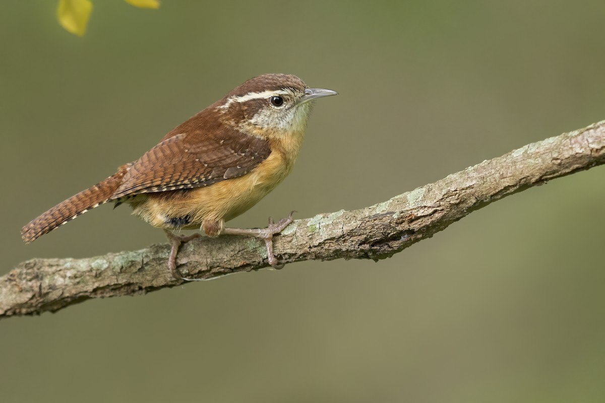 Carolina Wren - ML628040395