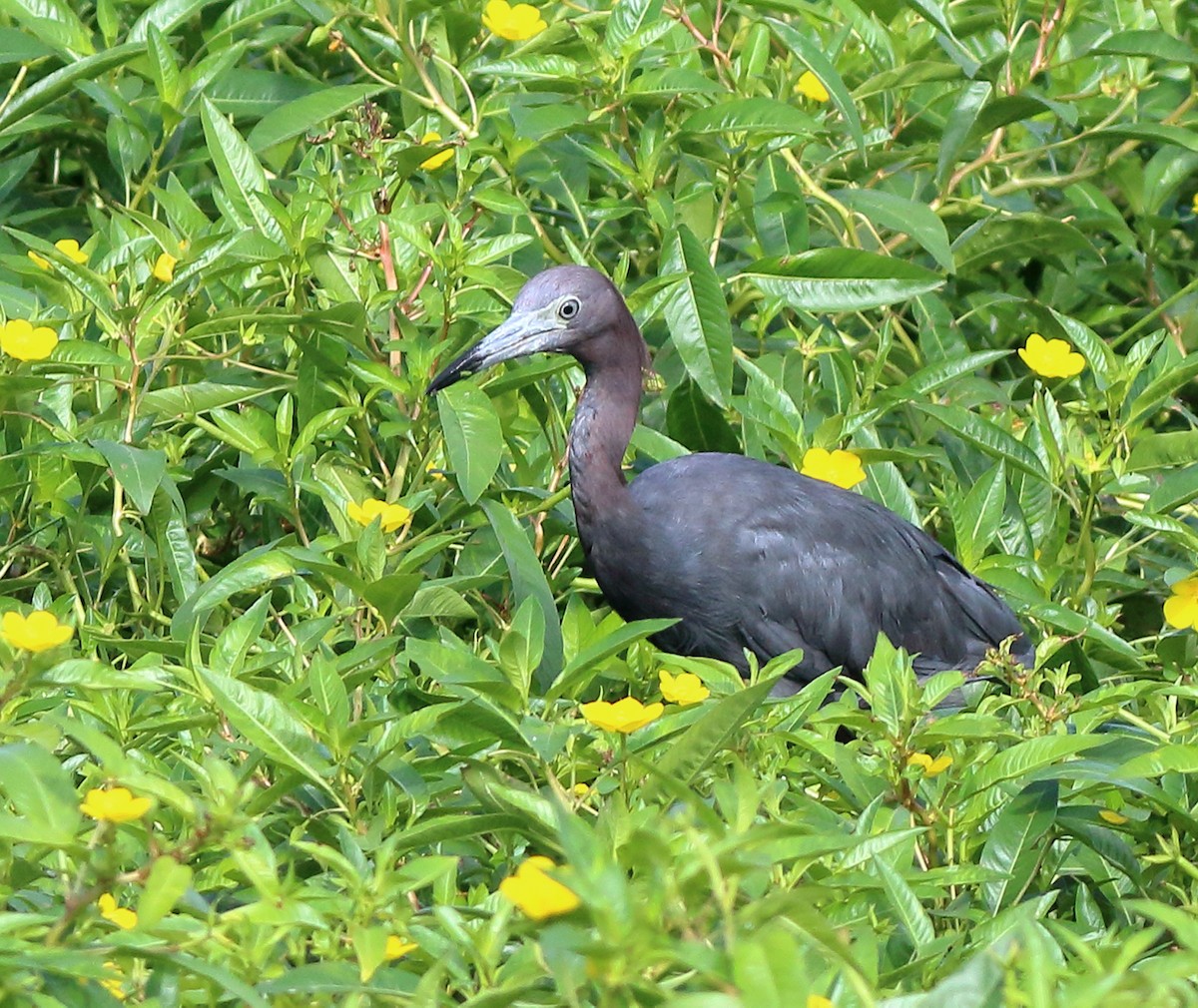 Little Blue Heron - ML62804041