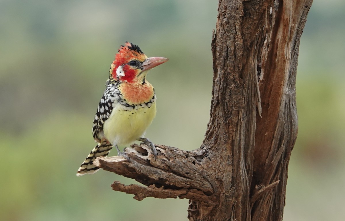 Red-and-yellow Barbet - ML628040425