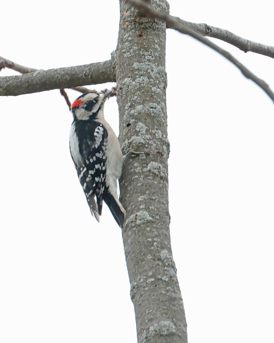 Downy Woodpecker (Eastern) - ML628040442