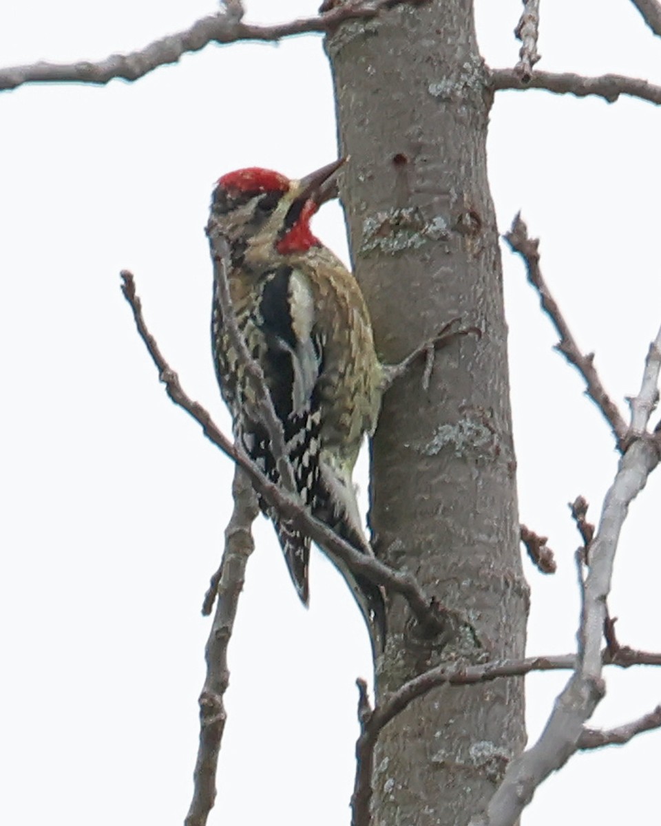 Yellow-bellied Sapsucker - ML628040465