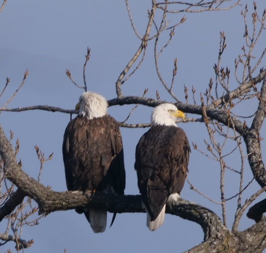 Bald Eagle - ML628040520