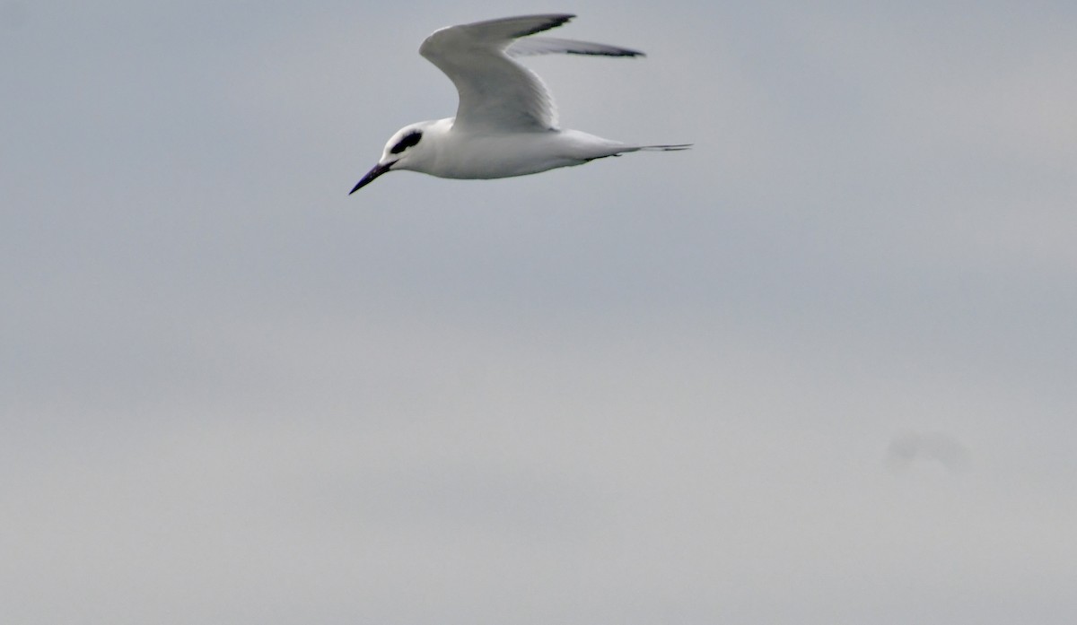 Forster's Tern - ML628040522