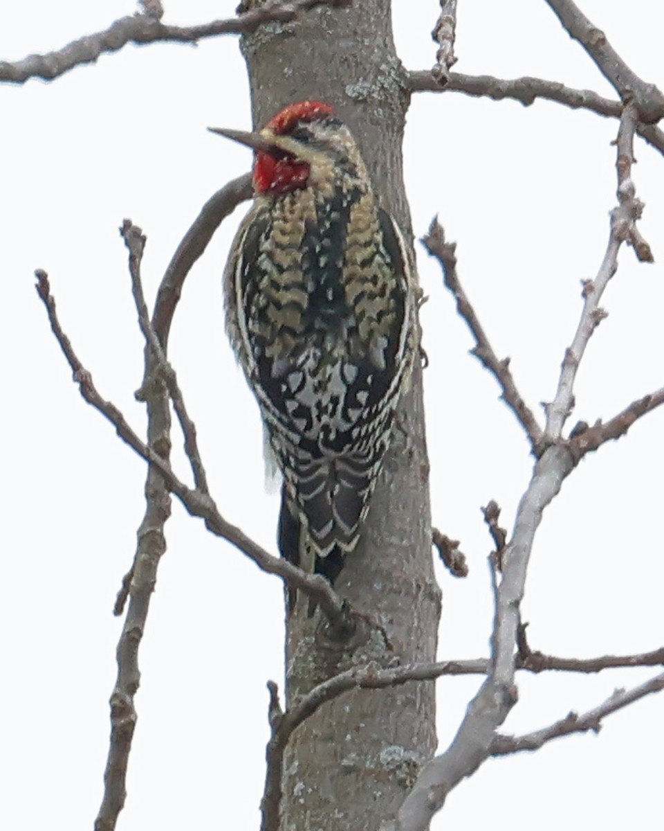 Yellow-bellied Sapsucker - ML628040543