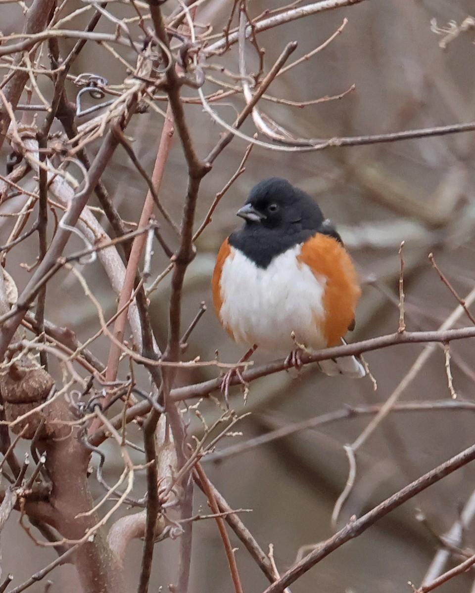 Eastern Towhee - ML628040558