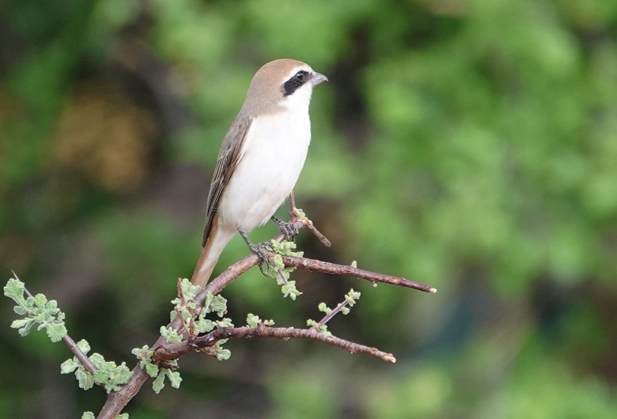 Red-tailed Shrike - ML628040617