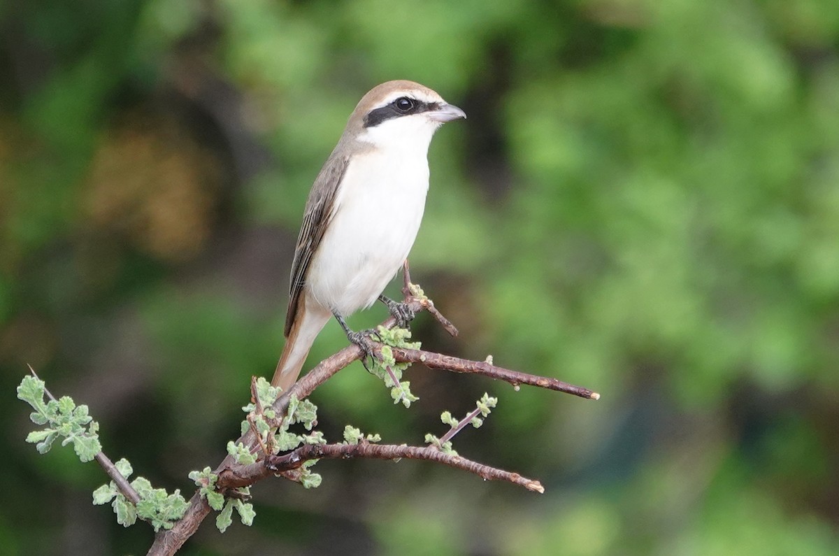 Red-tailed Shrike - ML628040618