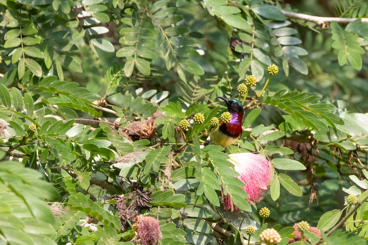 Crimson-backed Sunbird - ML628040654