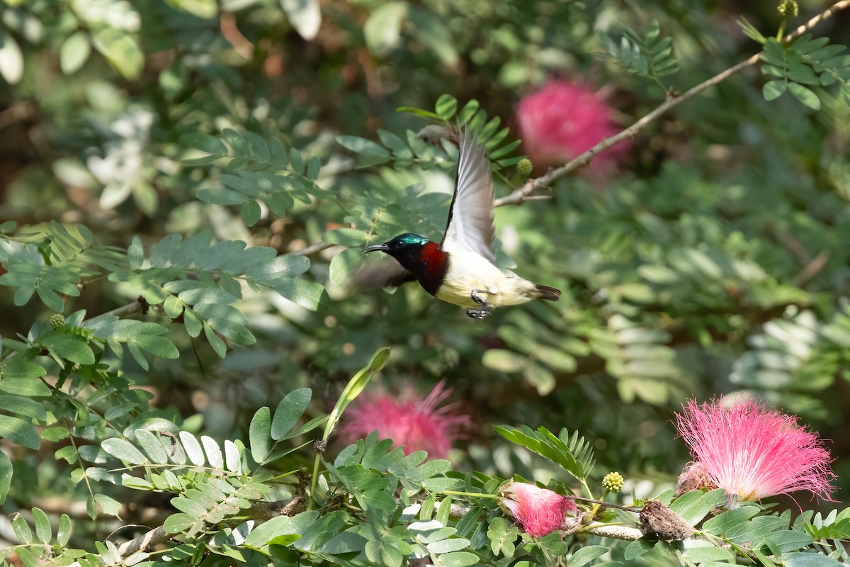 Crimson-backed Sunbird - ML628040733