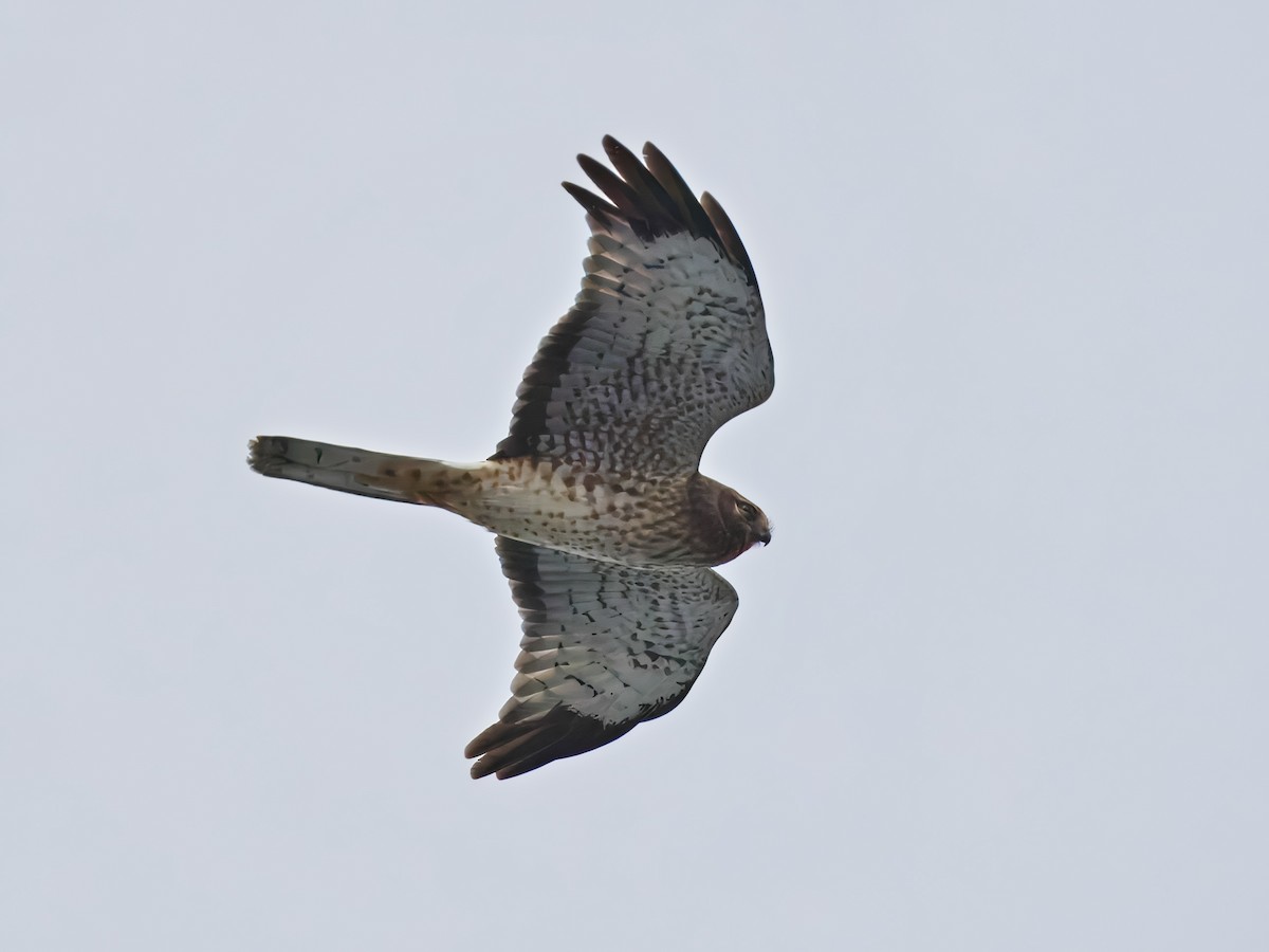 Northern Harrier - ML628040734