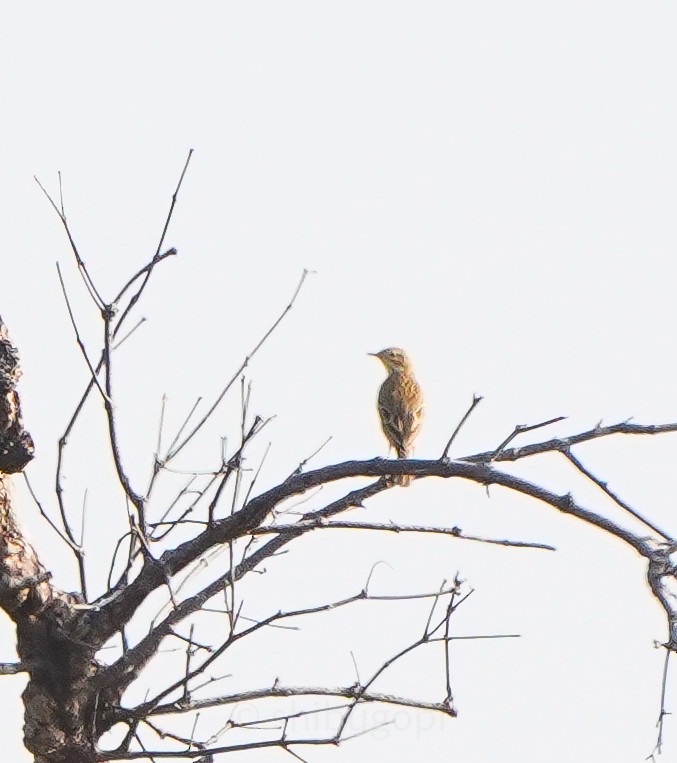 Blyth's Pipit - ML628040741