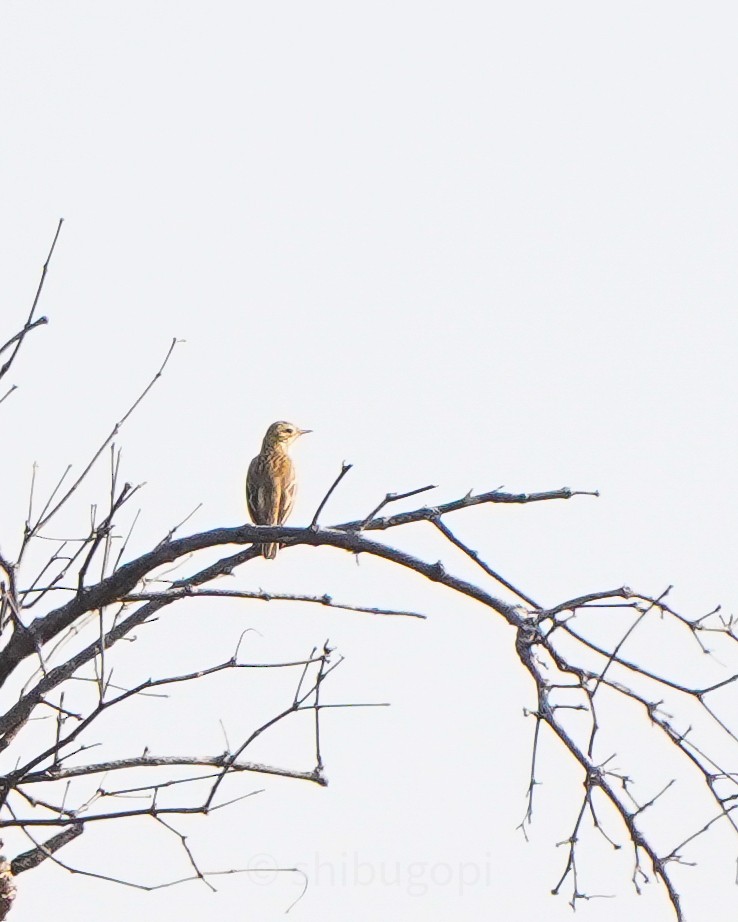 Blyth's Pipit - ML628040744