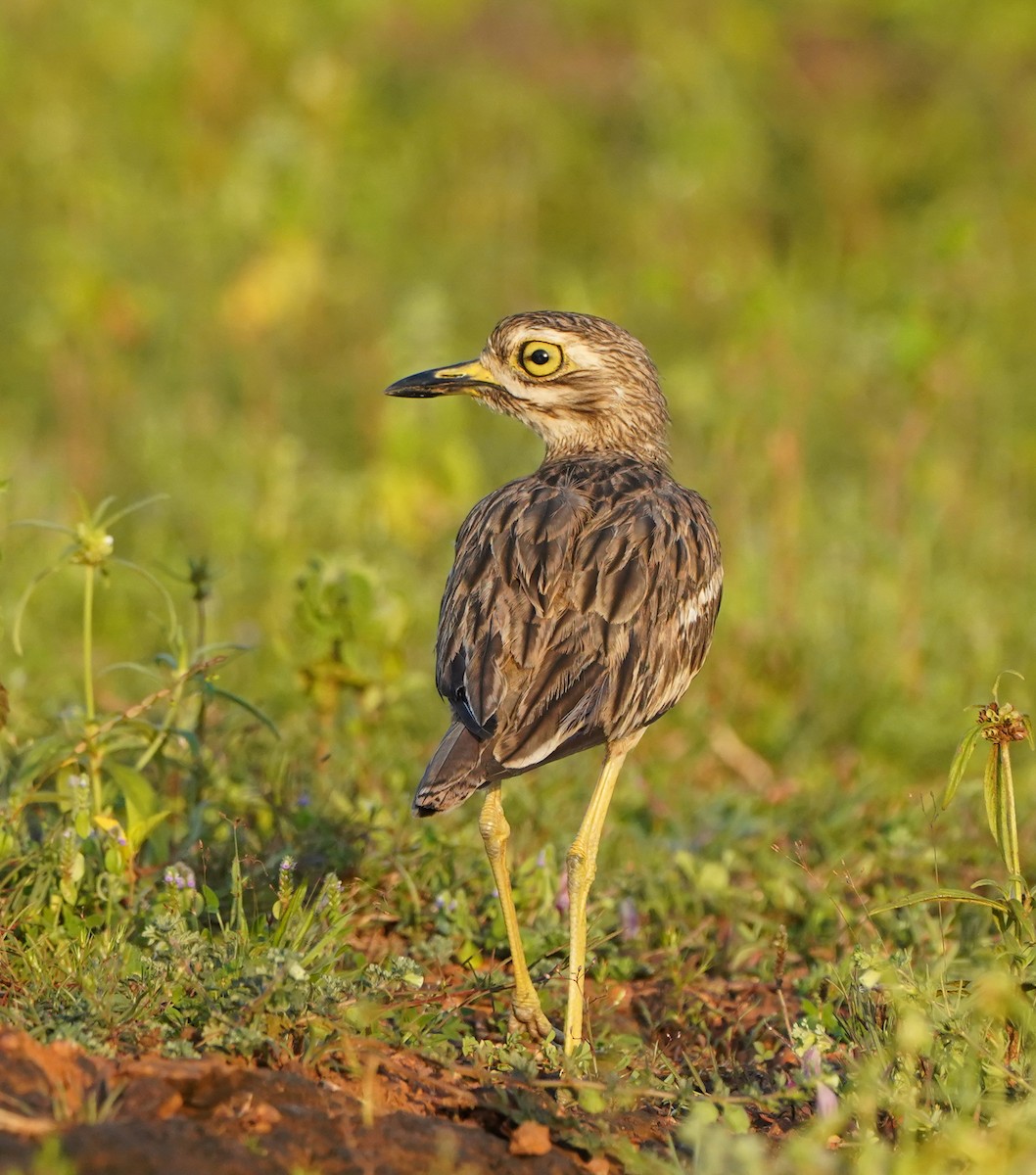 Indian Thick-knee - ML628040821
