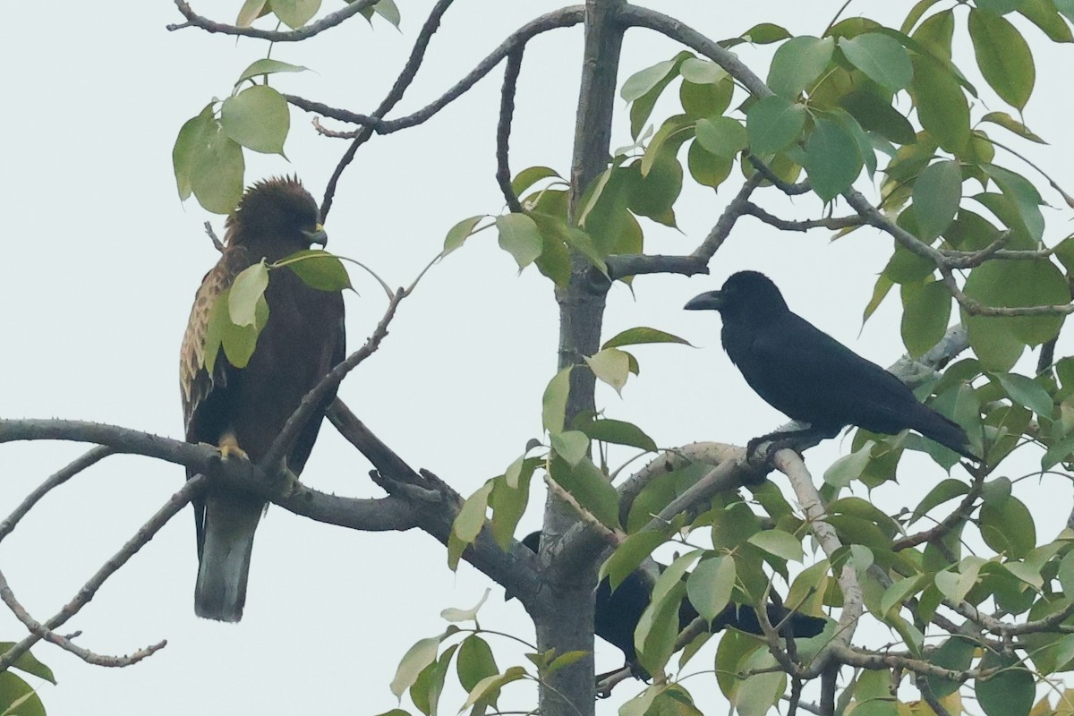 Large-billed Crow (Indian Jungle) - ML628040843