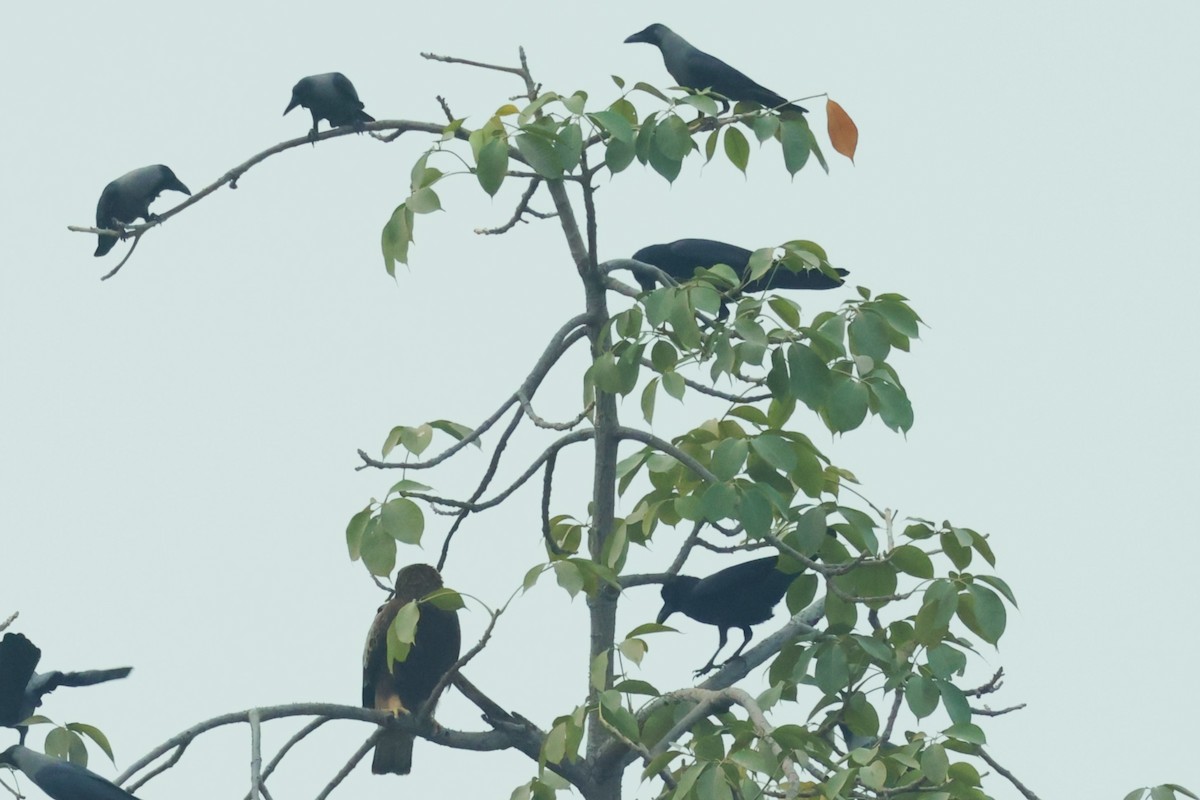 Large-billed Crow (Indian Jungle) - ML628040844