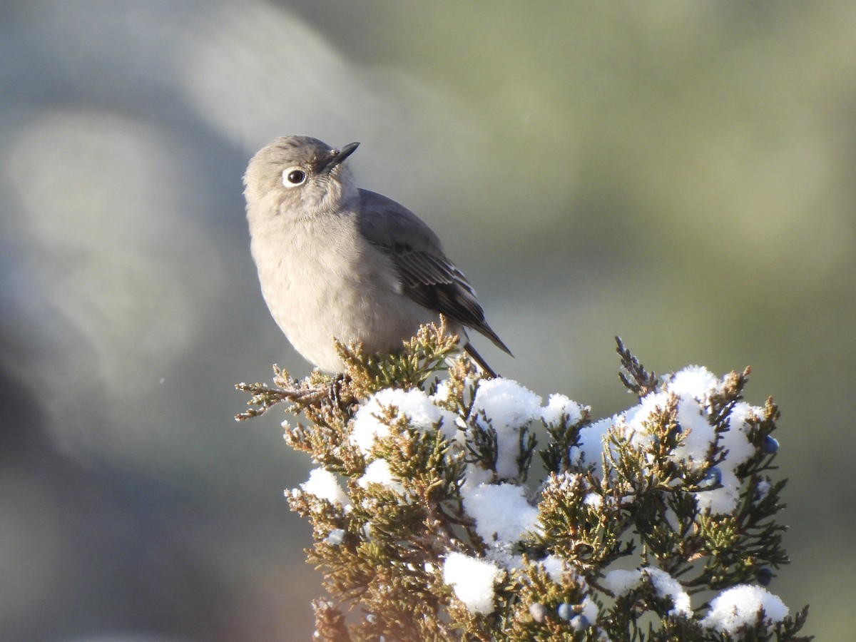 Townsend's Solitaire - ML628040876