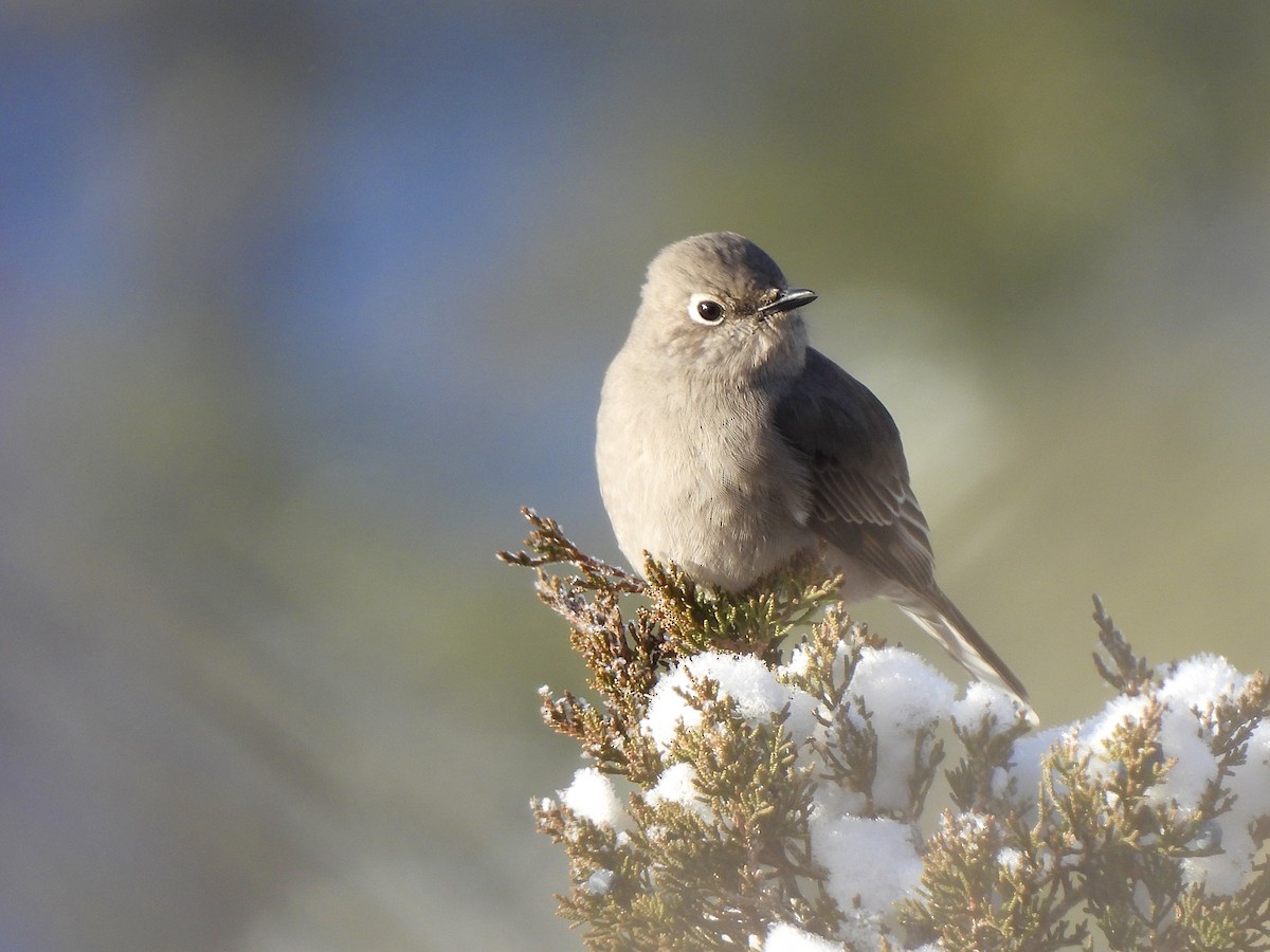 Townsend's Solitaire - ML628040877