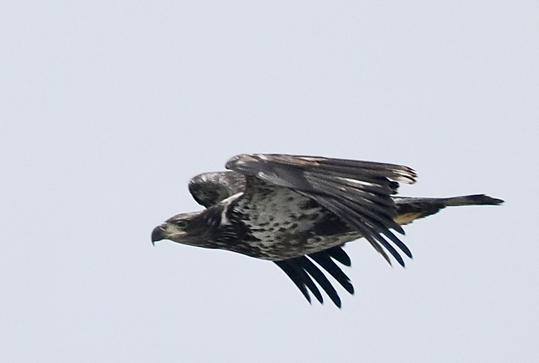 Bald Eagle - ML628040971