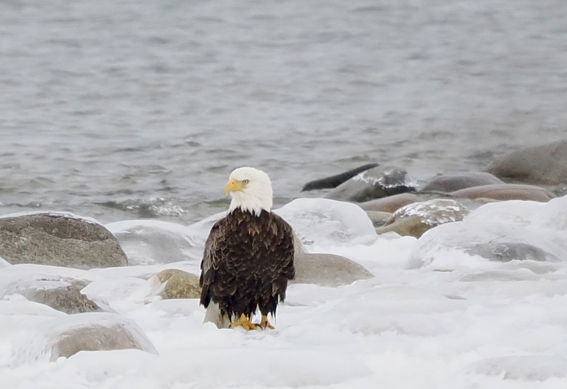 Bald Eagle - ML628040972