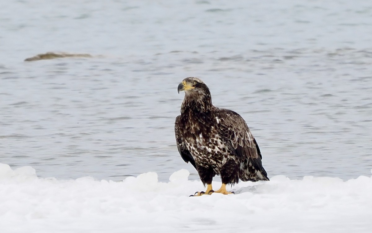 Bald Eagle - ML628040973