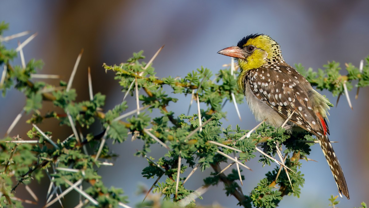 Yellow-breasted Barbet - ML628041000